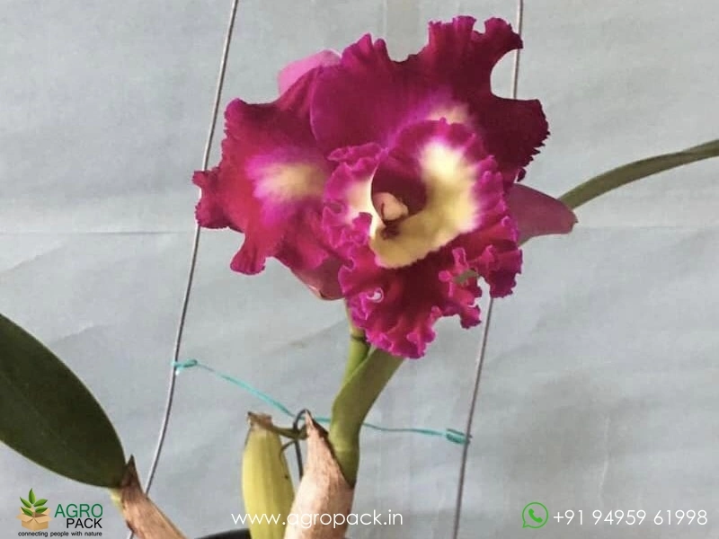 Cattleya-Rlc.-Black-Cat-Orchid3