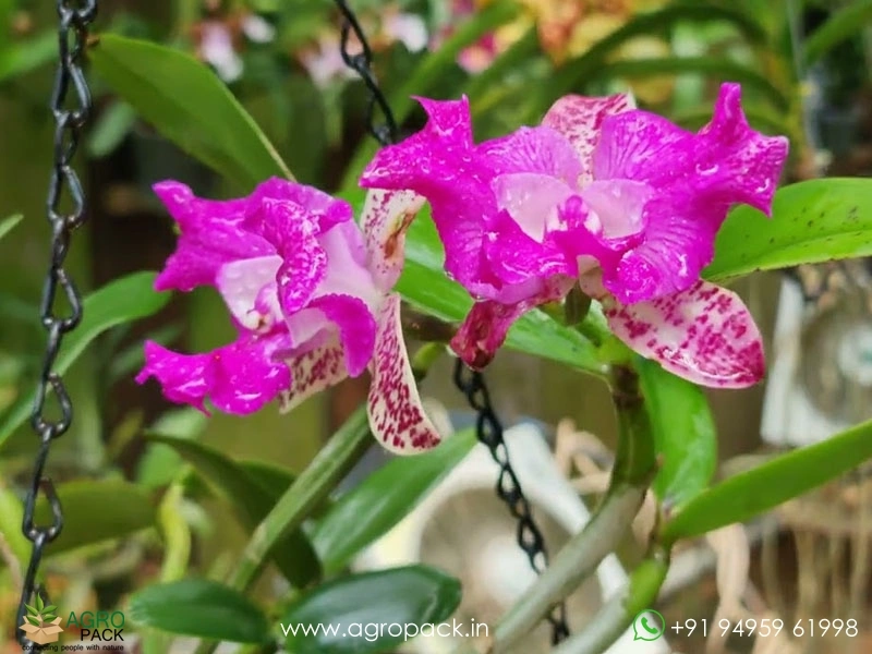Cattleya-Yuan-Dung-Sweet-Dragon-Fruit-Orchid1