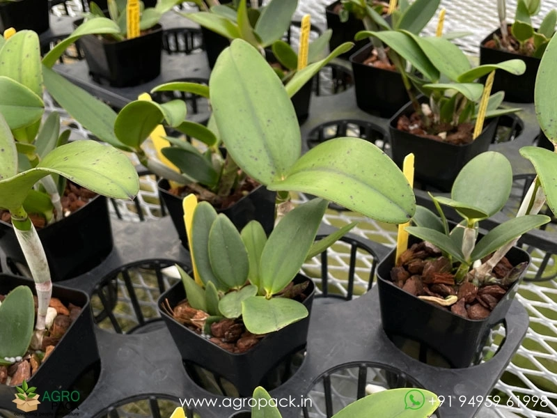 Cattleya-Yuan-Dung-Sweet-Dragon-Fruit-Orchid2