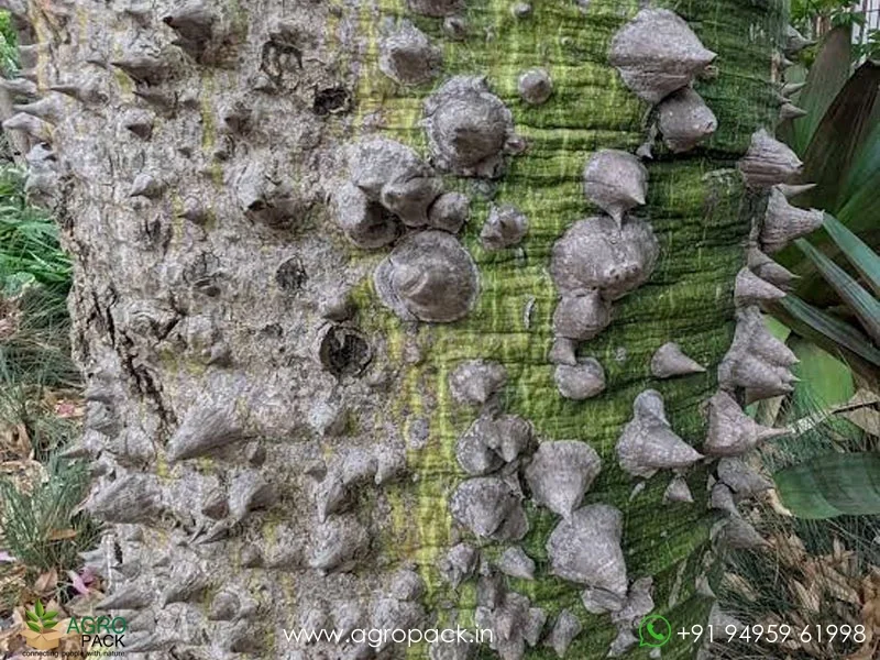 Ceiba-speciosa-Floss-Silk3
