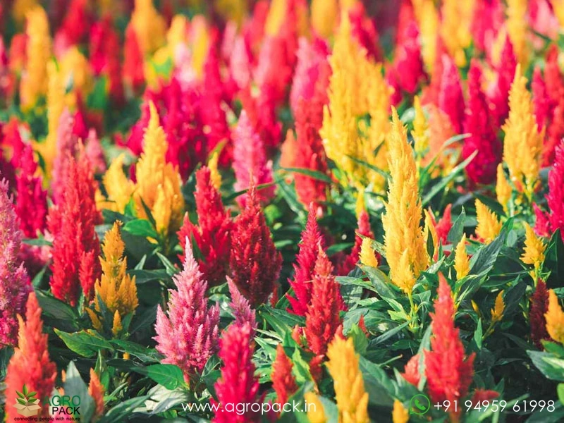 Celosia1