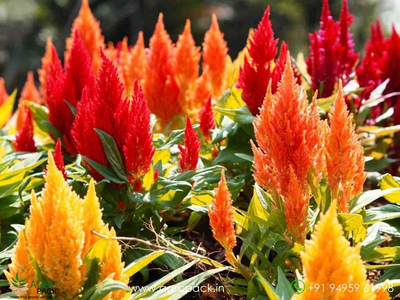 Celosia2