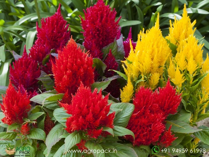 Celosia3