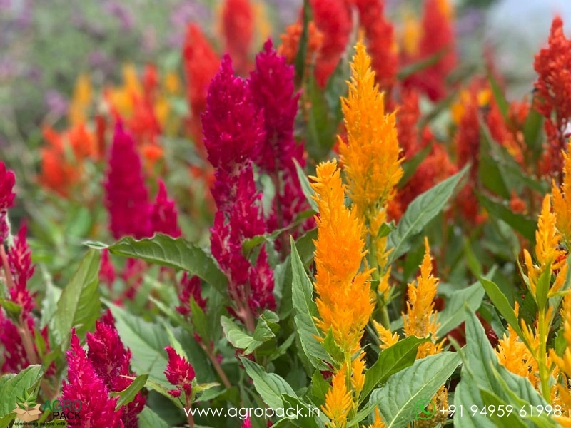 Celosia4