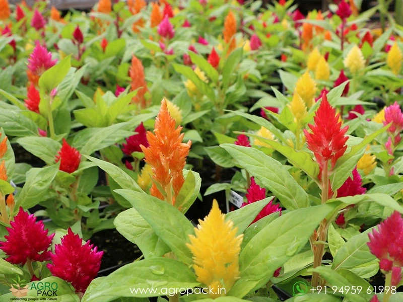 Celosia5