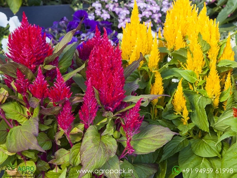 Celosia6