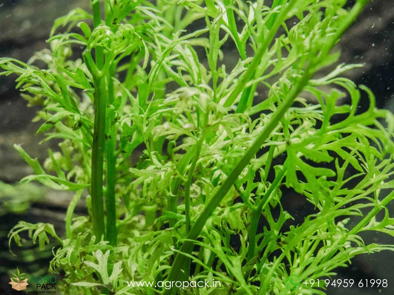 Ceratopteris-thalictroides-Water-Sprite1