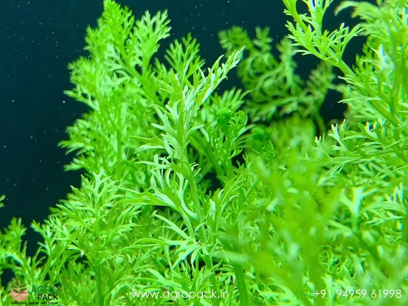 Ceratopteris-thalictroides-Water-Sprite2