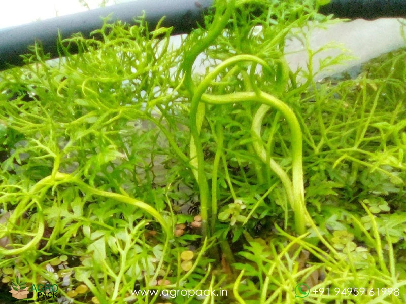 Ceratopteris-thalictroides-Water-Sprite4