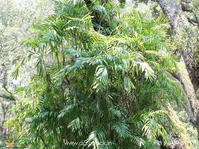 Chamaedorea-seifrizii-Bamboo-Palm1