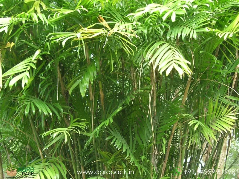 Chamaedorea-seifrizii-Bamboo-Palm3