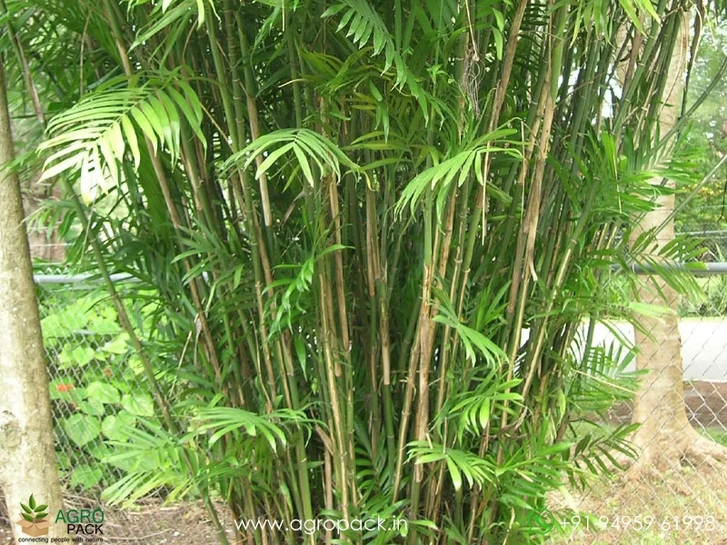 Chamaedorea-seifrizii-Bamboo-Palm4