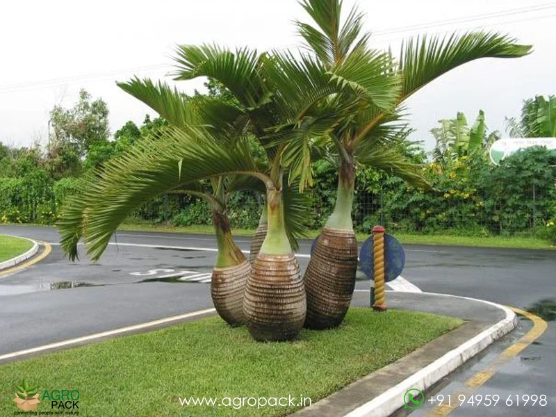 Champagne-palm-Hyophorbe-indica1