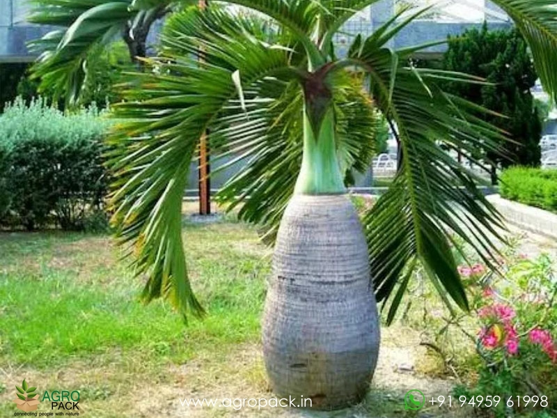 Champagne-palm-Hyophorbe-indica2