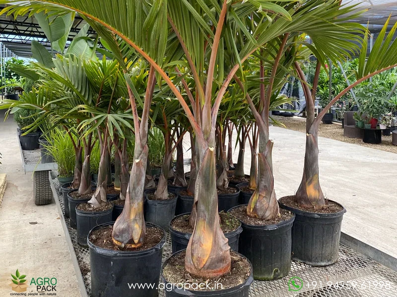 Champagne-palm-Hyophorbe-indica3