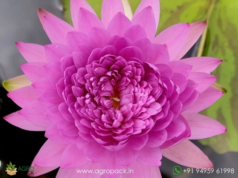Champu-Patra-Tropical-Water-Lilly1