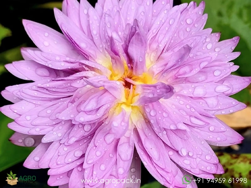 Champu-Patra-Tropical-Water-Lilly2