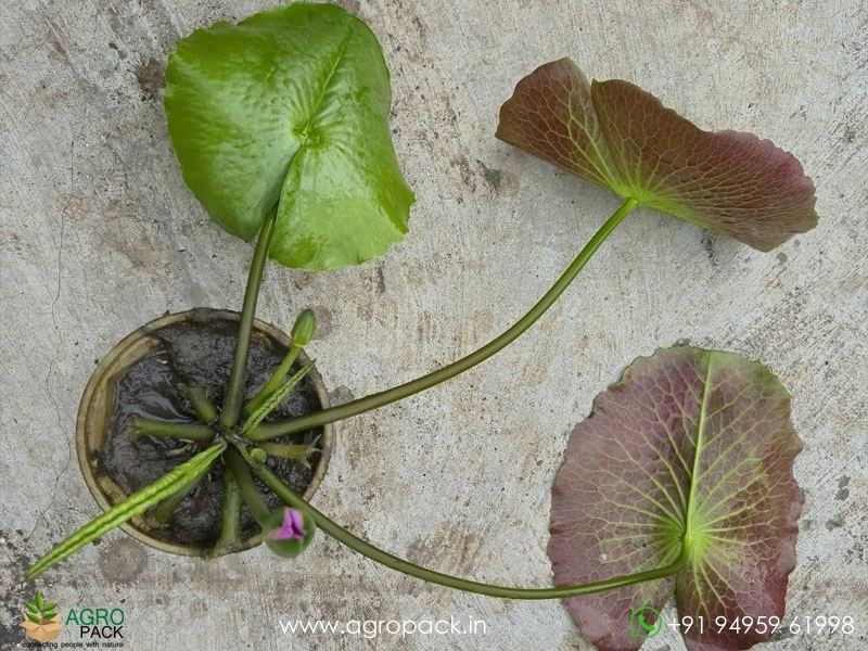 Champu-Patra-Tropical-Water-Lilly3