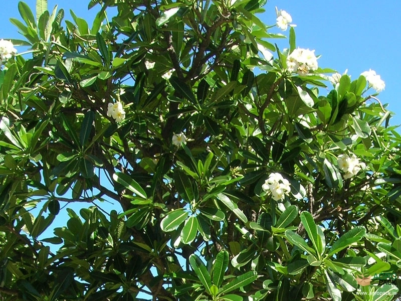 Chembakam3