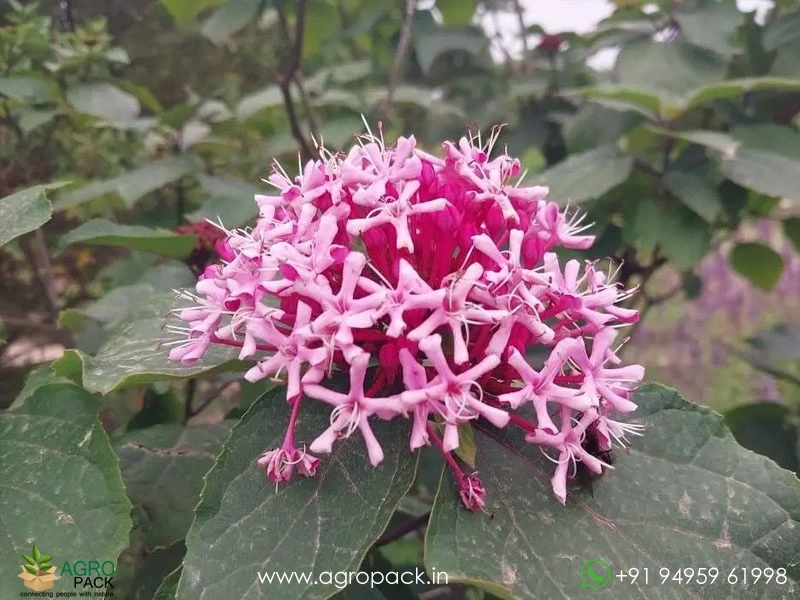 Chendumalli-Pink3