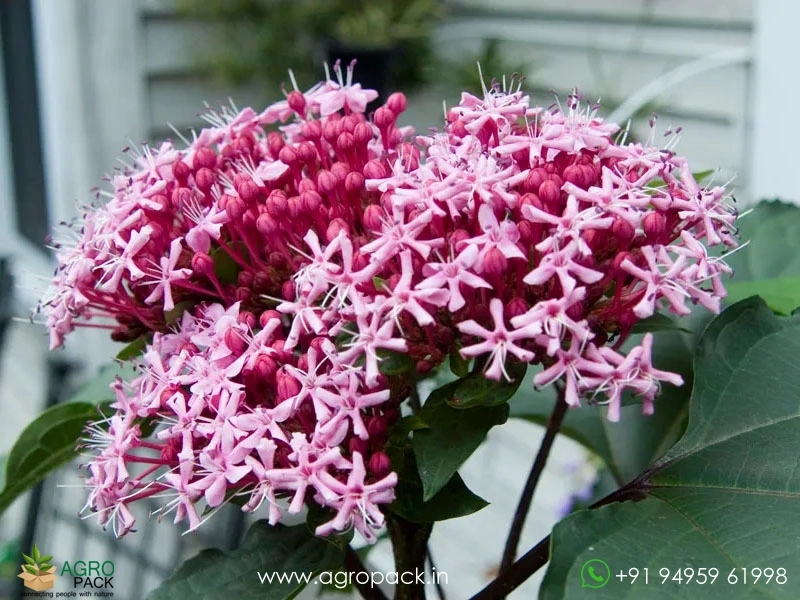 Chendumalli-Pink6