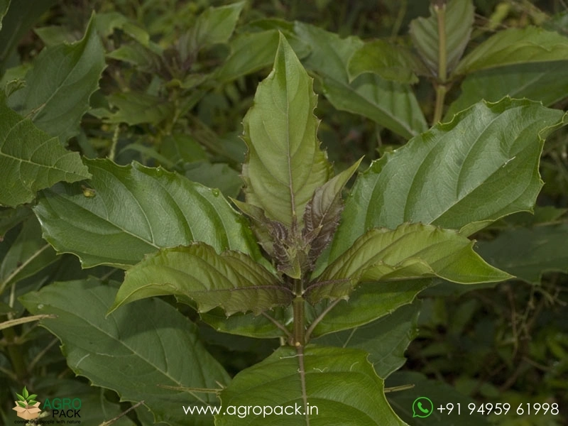Cheruthekku-Clerodendrum-serratum1