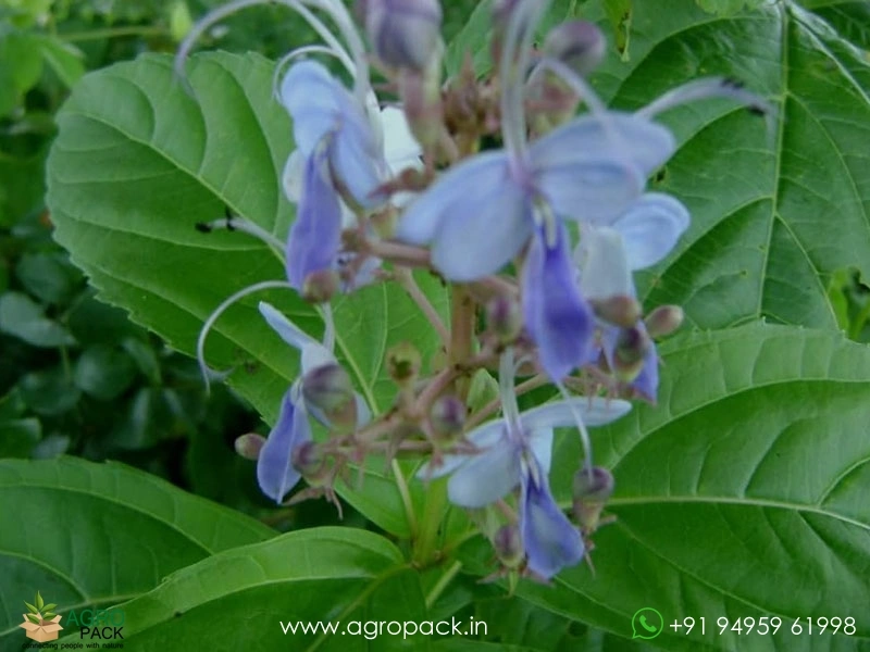 Cheruthekku-Clerodendrum-serratum2