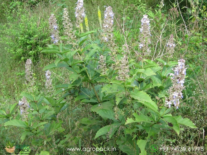 Cheruthekku-Clerodendrum-serratum3