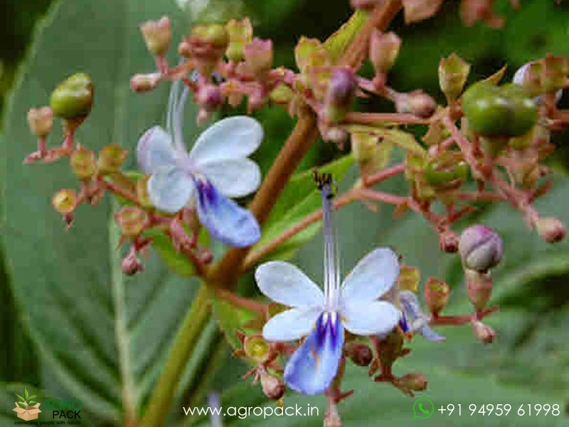 Cheruthekku-Clerodendrum-serratum4