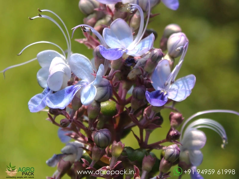 Cheruthekku-Clerodendrum-serratum5