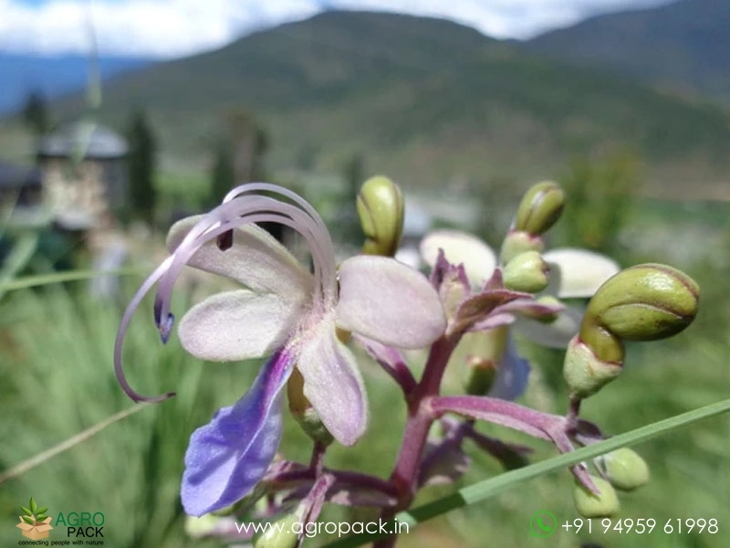 Cheruthekku-Clerodendrum-serratum6