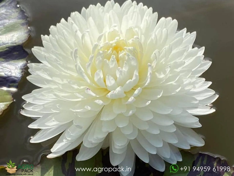 Chiffon-Water-Lily2