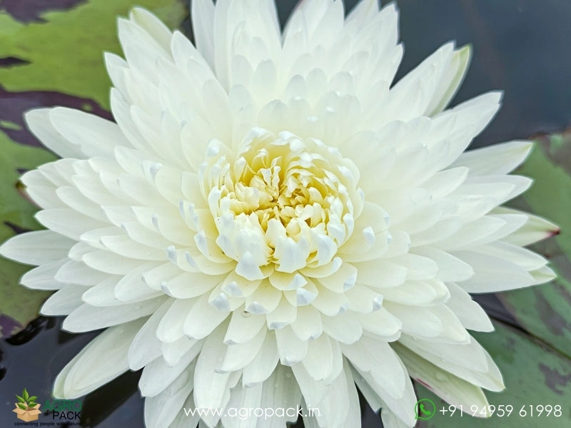Chiffon-Water-Lily4