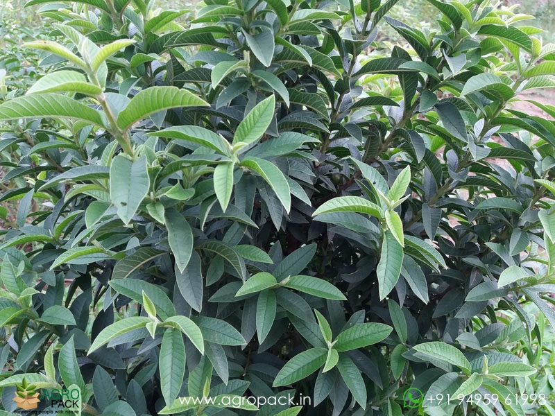 Chinese-Guava1