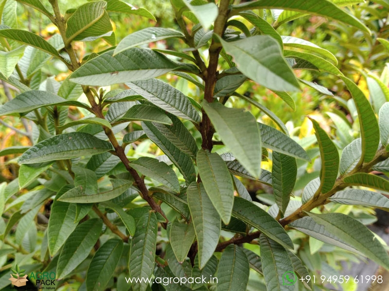 Chinese-Guava2
