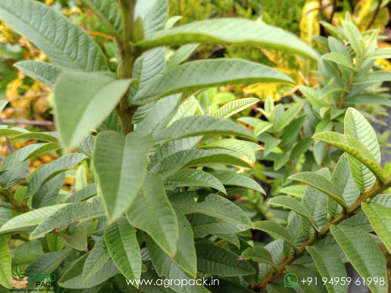 Chinese-Guava3