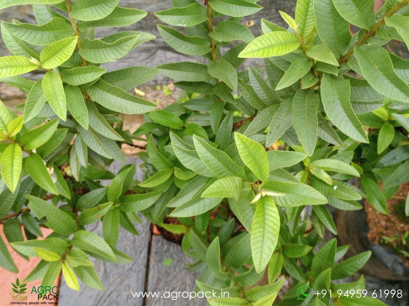 Chinese-Guava4