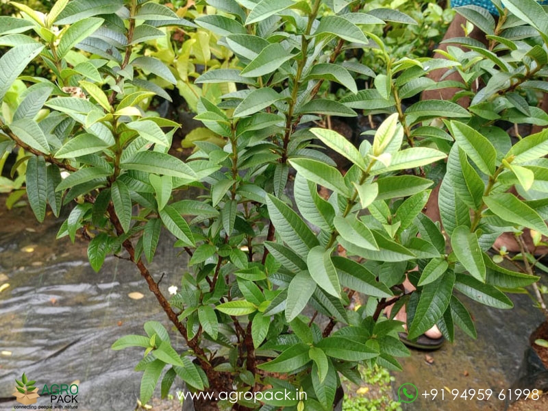 Chinese-Guava5
