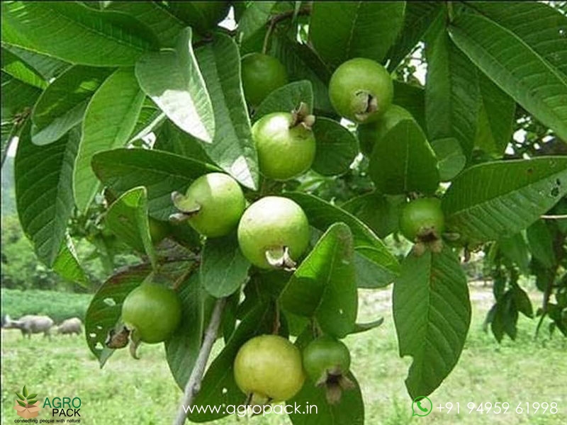 Chinese-Guava6