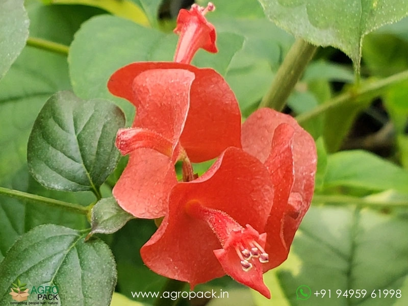 Chinese-Hat4