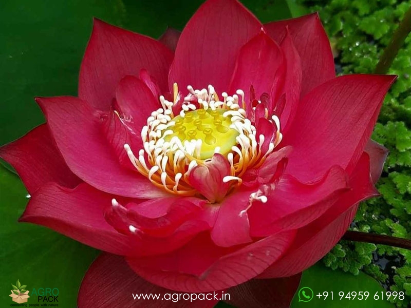 Chinese-Red-Shanghai-Lotus1