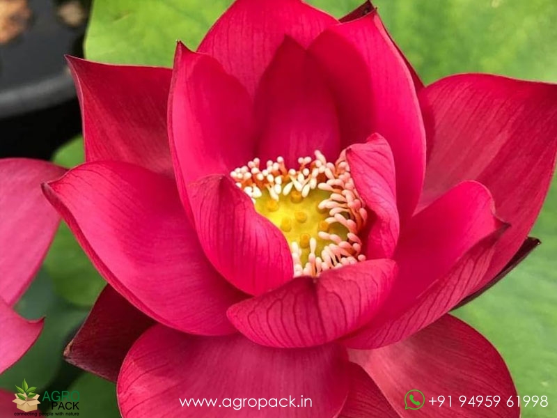 Chinese-Red-Shanghai-Lotus3