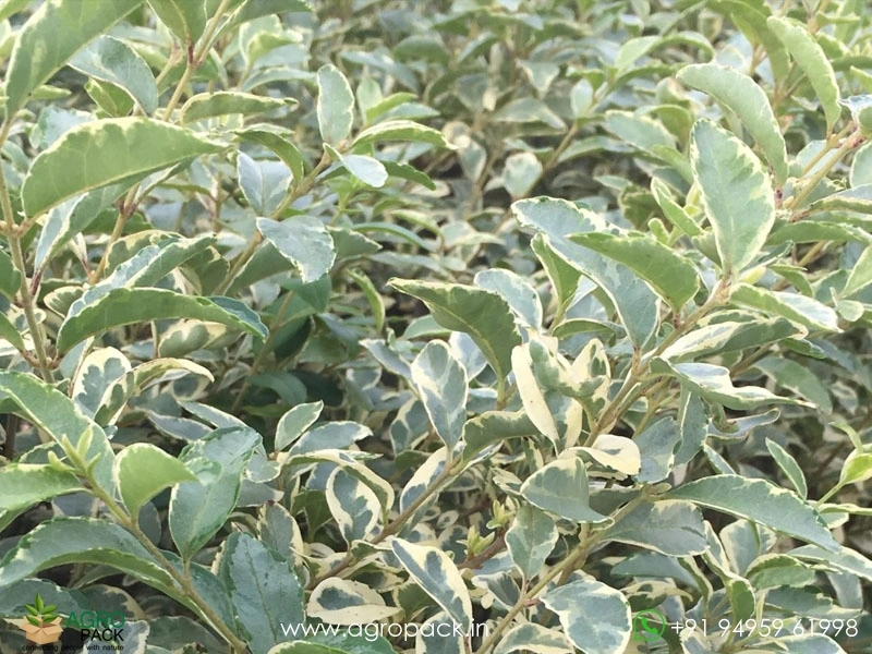 Chinese-Variegated-Privet1