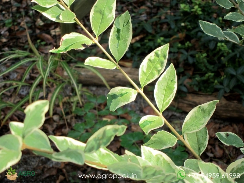 Chinese-Variegated-Privet2