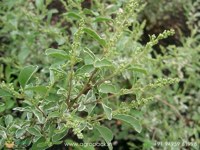 Chinese-Variegated-Privet3