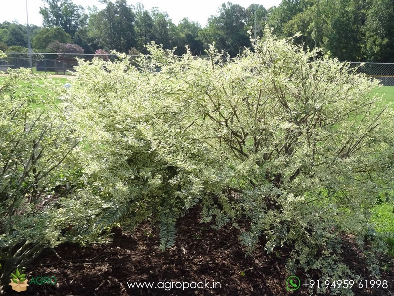 Chinese-Variegated-Privet4