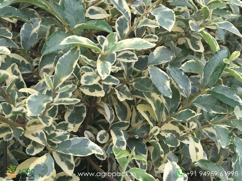 Chinese-Variegated-Privet5