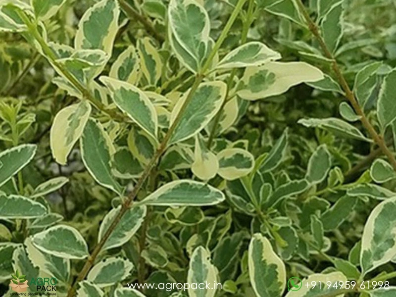 Chinese-Variegated-Privet6
