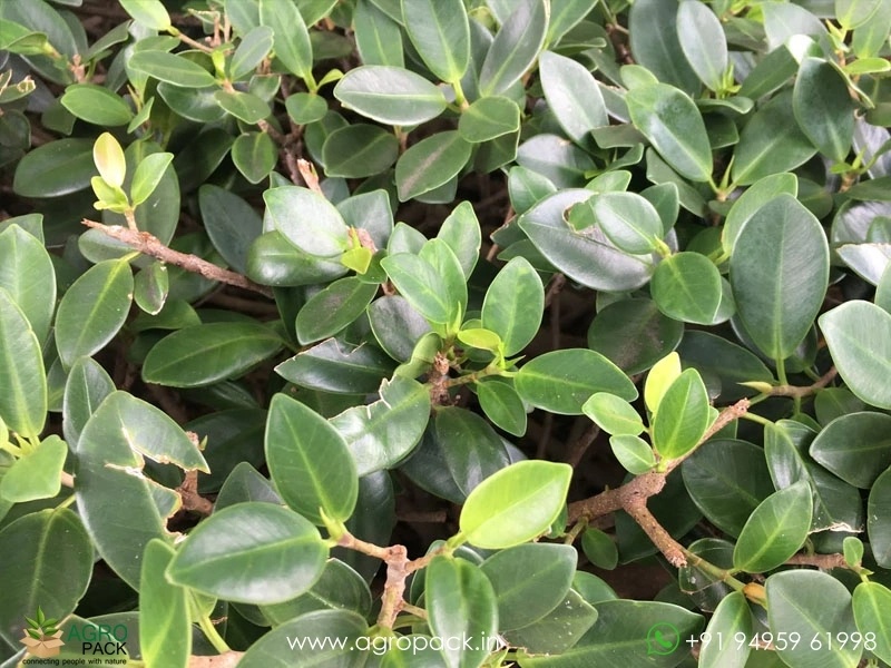 Chinese-banyan-Ficus-microcarpa2