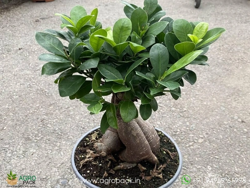Chinese-banyan-Ficus-microcarpa3